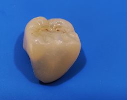 Д-р Росица Кокудева