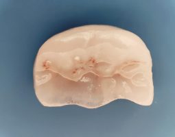 Д-р Росица Кокудева